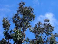 One of the crazy Eucalyptus trees.
